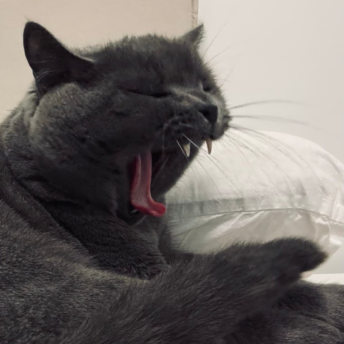 A gray cat mid-yawn