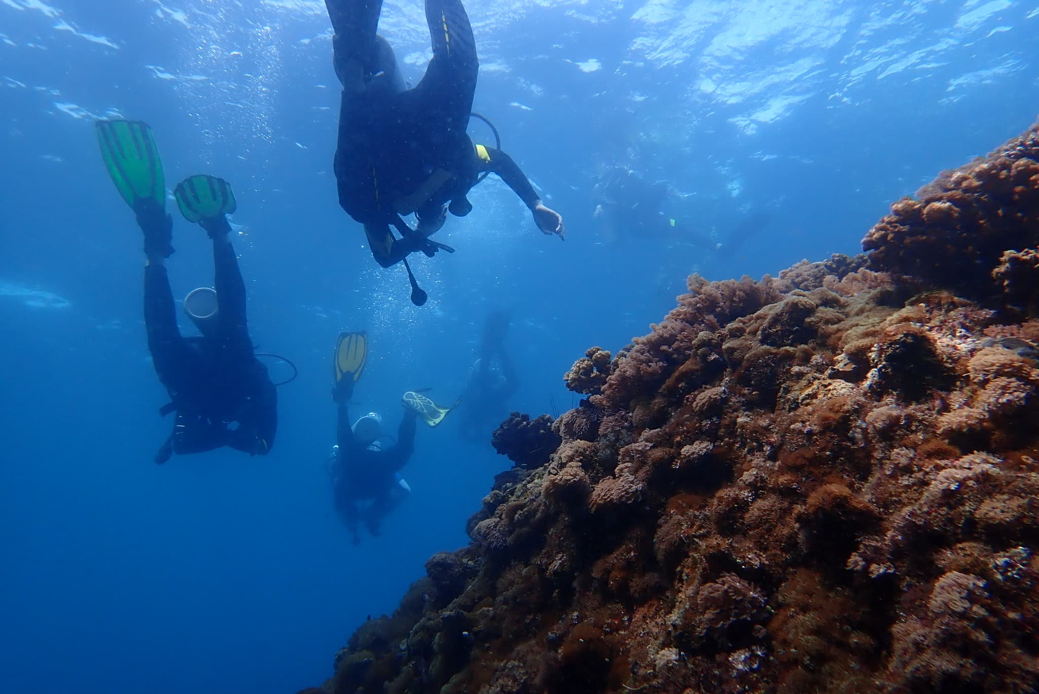 Scuba divers descending along a coral wall in the Philippines