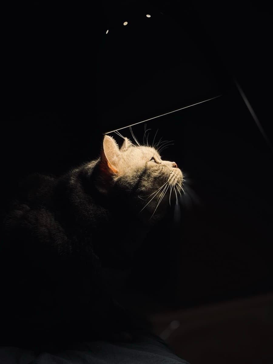 A cat looking up into a lamp in a dark room