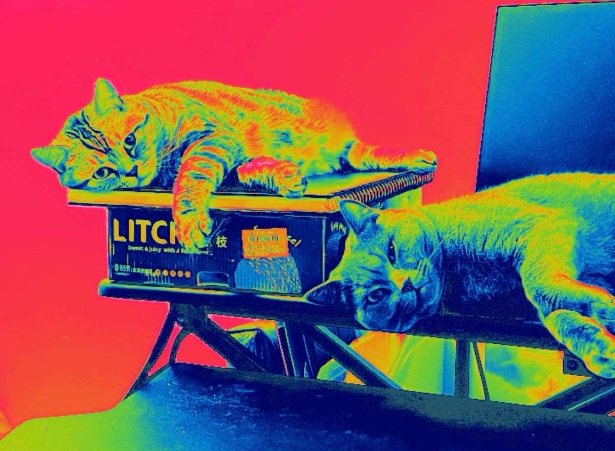 Two cats lounging on a desk, rendered in a thermal color filter